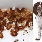 उडुस आतंक, लडाइँमा उत्रिंदै यो विशेष कुकुर फ्रान्सपछि बेलायतमा