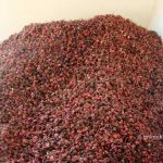 अलैंचीको राम्रो मूल्य पाए लमजुङका किसानले