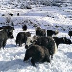 जाडो बढेसँगै हिमाली जिल्ला मनाङको तापक्रम दैनिक घट्दै