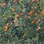 गुल्मिमा सुन्तला उत्पादन कम भए