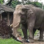 मकवानपुरको मनहरीमा जङ्गली हात्तीले आतंक मच्चाएको छ