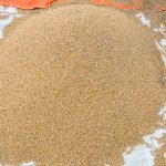  विगत वर्षमा सधैँ खाद्यव्यवस्था तथा व्यापार कम्पनी लिमिटेडलाई धान बिक्री गर्दै आए