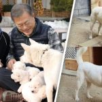 दक्षिण कोरियाली संसदले कुकुरको मासु खाने चलनको अन्त्य गर्दै