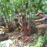 अलैँचीको मूल्य उत्साजनक वृद्धि, प्रतिमन ८० हजार