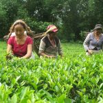 चिया र अलैँची अनुसन्धान केन्द्र स्थापनाको पहल