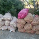 भन्सार छली गरेर ल्याइएको १९ हजार किलोभन्दा बढी प्याज बरामद