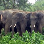 हात्ती धपाउँदै जनता जोगाउने अभियानमा चितवन राष्ट्रिय निकुञ्ज