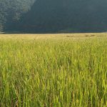 घरमा भात पकाउँदा बाहिरसम्म बसाउँथ्यो तर अहिले खै कता हरायो जेठोबुढोको बास्ना ?’