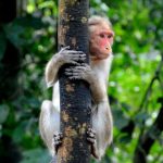 बाँदर नियन्त्रणका लागि रुख काट्ने अभियानको विरोध