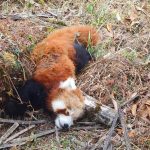 लोपोन्मुख वन्यजन्तु पोथी रेडपान्डा इलामको सन्दकपुर गाउँपालिका-५ जौबारीमा मृत अवस्थामा फेला