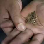 नेपालगञ्जमा सुर्तीजन्य पदार्थको नियमन गरिँदै