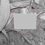 महेन्द्र मोरङ बहुमुखी क्याम्पसको हाताभित्र भेटियो काटिएको औलाको टुक्रा