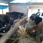 पशुपालनबाट मासिक दुई लाख बचत