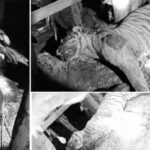 मकवानपुरमा एउटा भैसिले बाघ मारेपछि समाचार भाइरल बाँकी पढौ ।👆👆