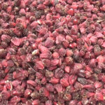 लमजुङमा अलैँची बिक्रीबाट २४ करोड आम्दानी