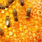 ‘महको माग बढ्दो छ, बिक्री गर्न बजारको समस्या छैन’