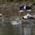 नेपालमा जलपक्षीको सङ्ख्या घट्दो