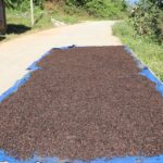 सात महिनामा ८ अर्ब ६१ करोडको अलैंची निर्यात