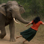 हात्तीको आक्रमणबाट बालिकाको मृत्यु, एक घाइते