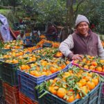 दोसल्लेबाट दुई करोडको सुन्तला बिक्री