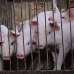 ‘अफ्रिकन स्वाइनफिभर’को जोखिम, उच्च सतर्कता अपनाउन आग्रह