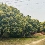 यस वर्ष आँपमा राम्रो मञ्जरी, उत्पादन बढ्ने अपेक्षा