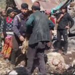 गोठभित्र पसेर चितुवाले ४५ भेडा मार्‍यो