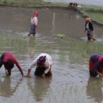 लमजुङमा किन घट्दै छ चैते धान खेती ?