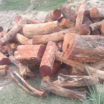 कपिलवस्तुमा काठको गोलिया पक्राउ