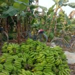 केराको भाउ हवात्तै बढ्यो, यस्तो छ कारण