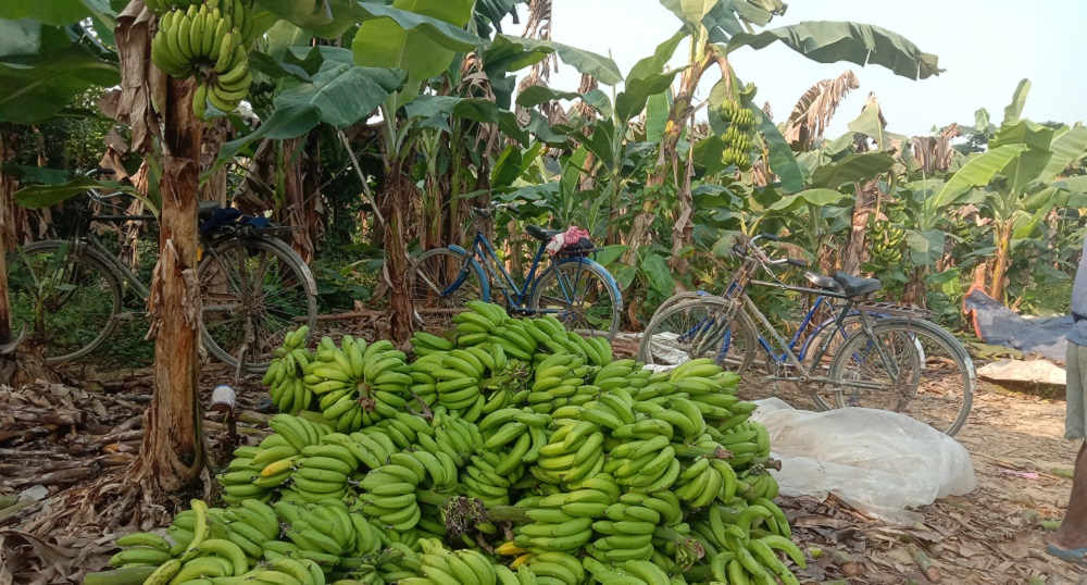 केराको भाउ हवात्तै बढ्यो, यस्तो छ कारण