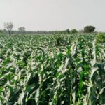 सोमबार रातीको हावाहुरीले किसान पीडित