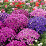 भृकुटीमण्डपमा आजदेखि २७औँ फ्लोरा एक्स्पो सुरु