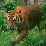 शुक्लाफाँटा राष्ट्रिय निकुञ्जमा बाघ गणना सकियाे