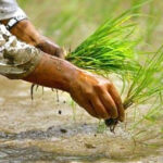 उदयपुरमा एक हजार एक सय हेक्टरमा रोपियो चैतेधान