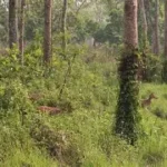 वन अतिक्रमण : पुरानो हुँदै जाँदा समस्या बढ्दै