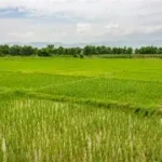 खेतमा पानी पुगेपछि किसान खुसी