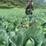 रसुवाको एउटा गाउँ जहाँ बाढीपछि बेग्लै चिन्ता थपिएको छ