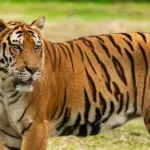 मानव-बाघ सहअस्तित्वका लागि बाघ-मित्र अभियान प्रभावकारी