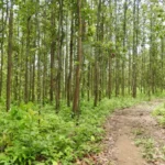 देउखुरीको सामुदायिक वनमा ६ बाख्रा मृत फेला