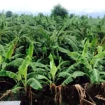 ६१ रोपनीमा मालभोग केरा खेती, वार्षिक ११ लाख आम्दानी